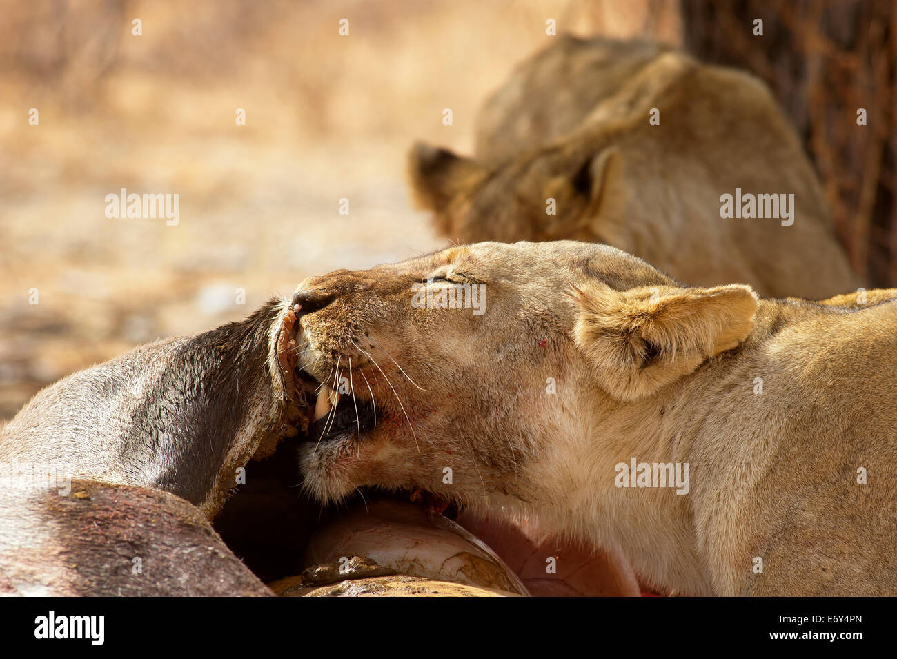 Löwin (Panthera leo) beim Essen eines Gemsboks, der kürzlich im Kgalagadi Transfontier Park, Südafrika, getötet wurde Stockfoto