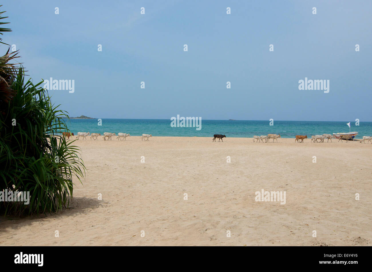 Kostenlose Roaming-Kühe am Strand von Nilaveli, Trincomalee, East Coast, Sri Lanka, Südasien Stockfoto