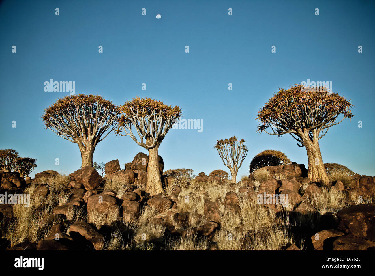Köcher Bäume in der Nähe von Keetmanshoop, Namibia, Afrika Stockfoto