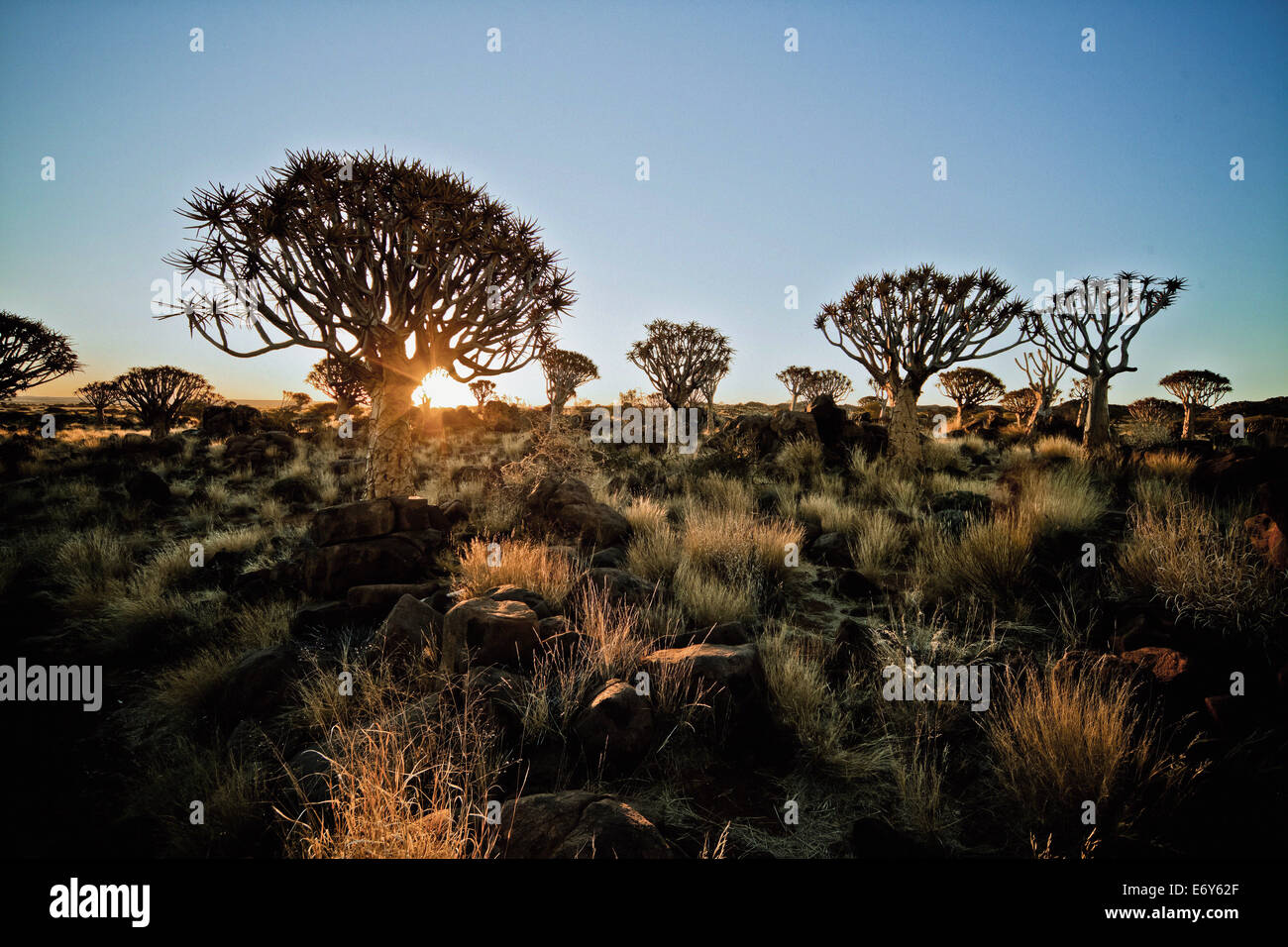 Köcher Bäumen außerhalb von Keetmanshoop, Namibia, Afrika Stockfoto