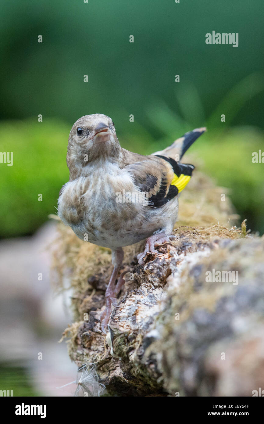 Europäische Stieglitz (Zuchtjahr Zuchtjahr) steht am Rand eines Pools Stockfoto