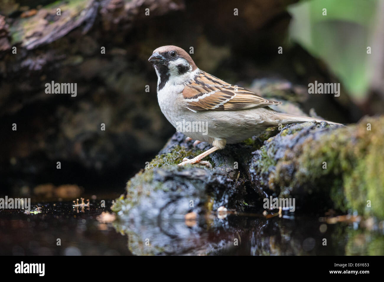 Erwachsene männliche eurasischen Baum Spatz (Passer Montanus) am Rand eines Pools Stockfoto