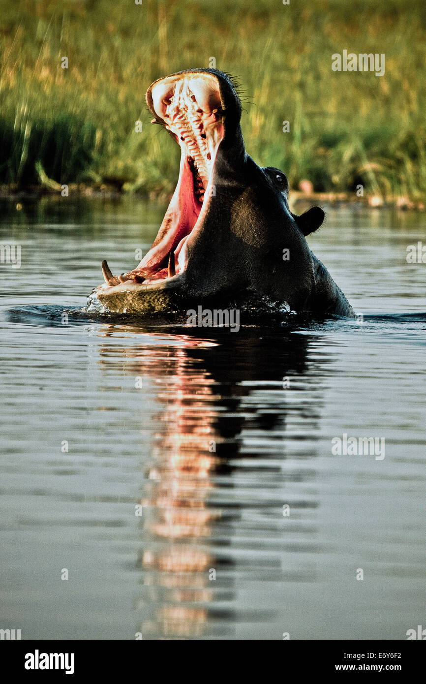 Flusspferd mit offenem Mund, Okavango Delta, Botswana, Afrika Stockfoto