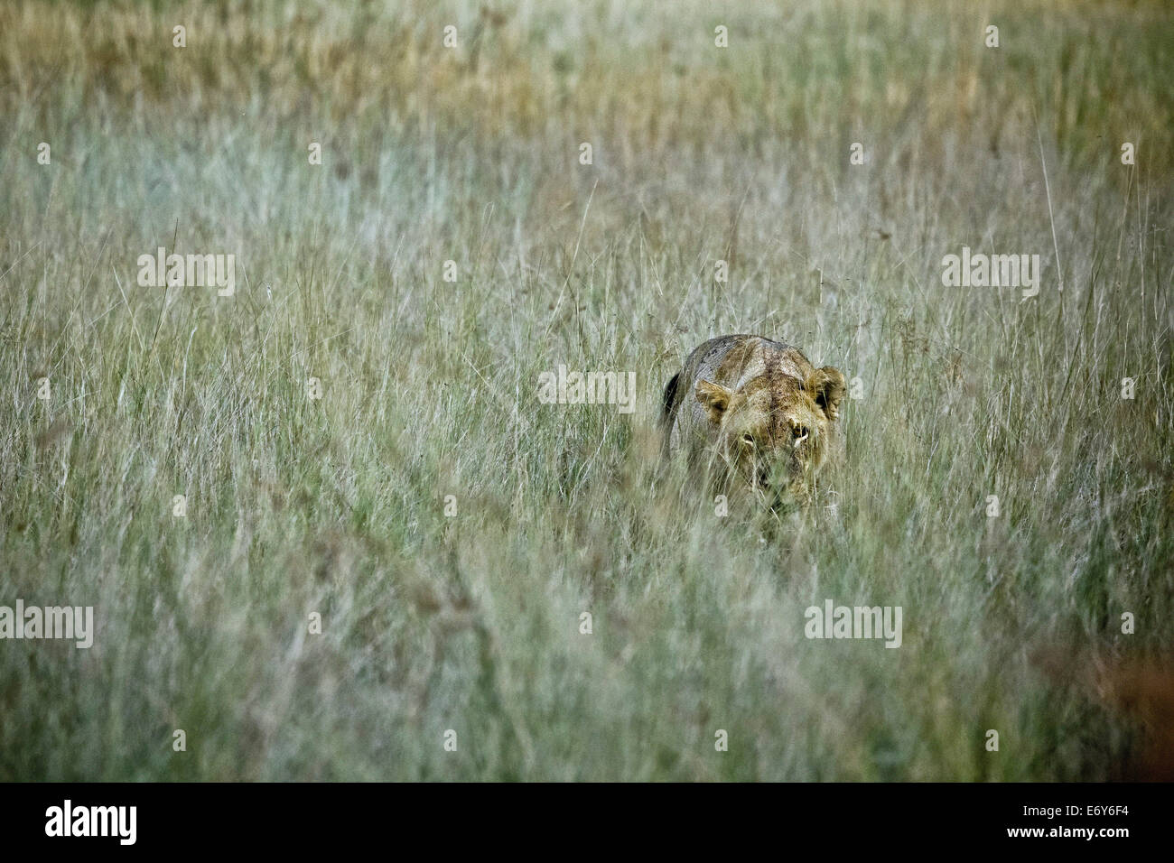 Löwin, die versteckt in Savannah Rasen, Okavango Delta, Botswana, Afrika Stockfoto