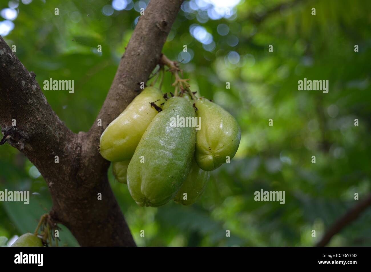 Früchte auf dem Baum Stockfoto