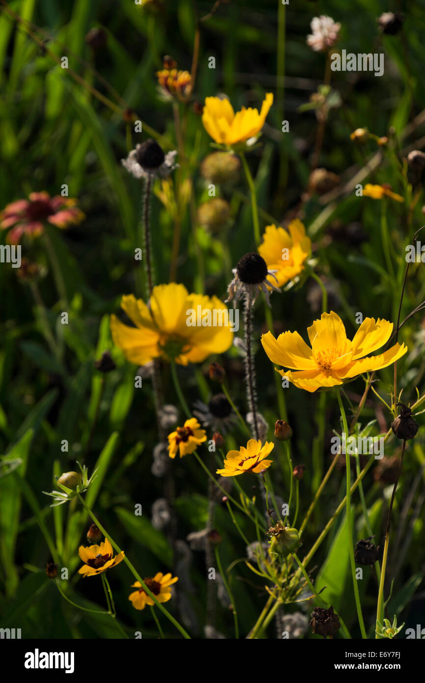 Coreopsis Blüten in einem Feld von Wildblumen in der Nähe von Montague, MI, USA Stockfoto