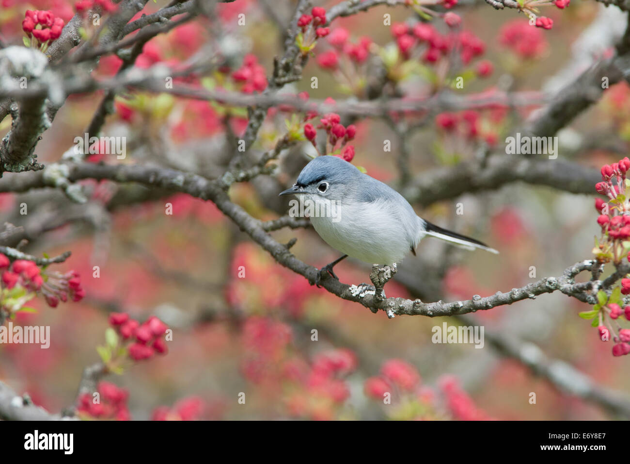 Blau-grauer Gnatcatcher in Baum Barching Vogel singbird Ornithologie Wissenschaft Natur Tierwelt Umwelt vertikal Stockfoto