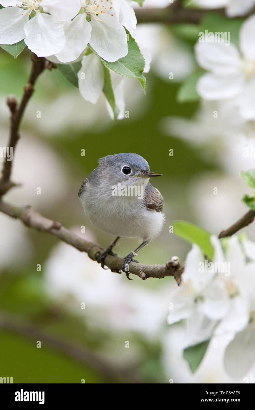 Blau-graue Gnatcher Gnatcher Vögel Singvögel im Apfelbaum Stehvögel singvögel singvögel Ornithologie Wissenschaft Natur Wildtiere Umwelt vertikal Stockfoto
