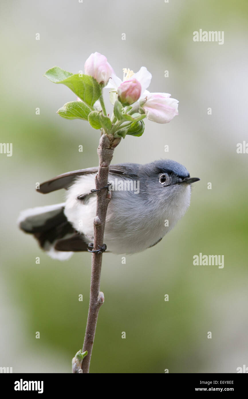 Blau-graue Gnatcher Gnatcher Vögel Singvögel im Apfelbaum Stehvögel singvögel singvögel Ornithologie Wissenschaft Natur Wildtiere Umwelt vertikal Stockfoto