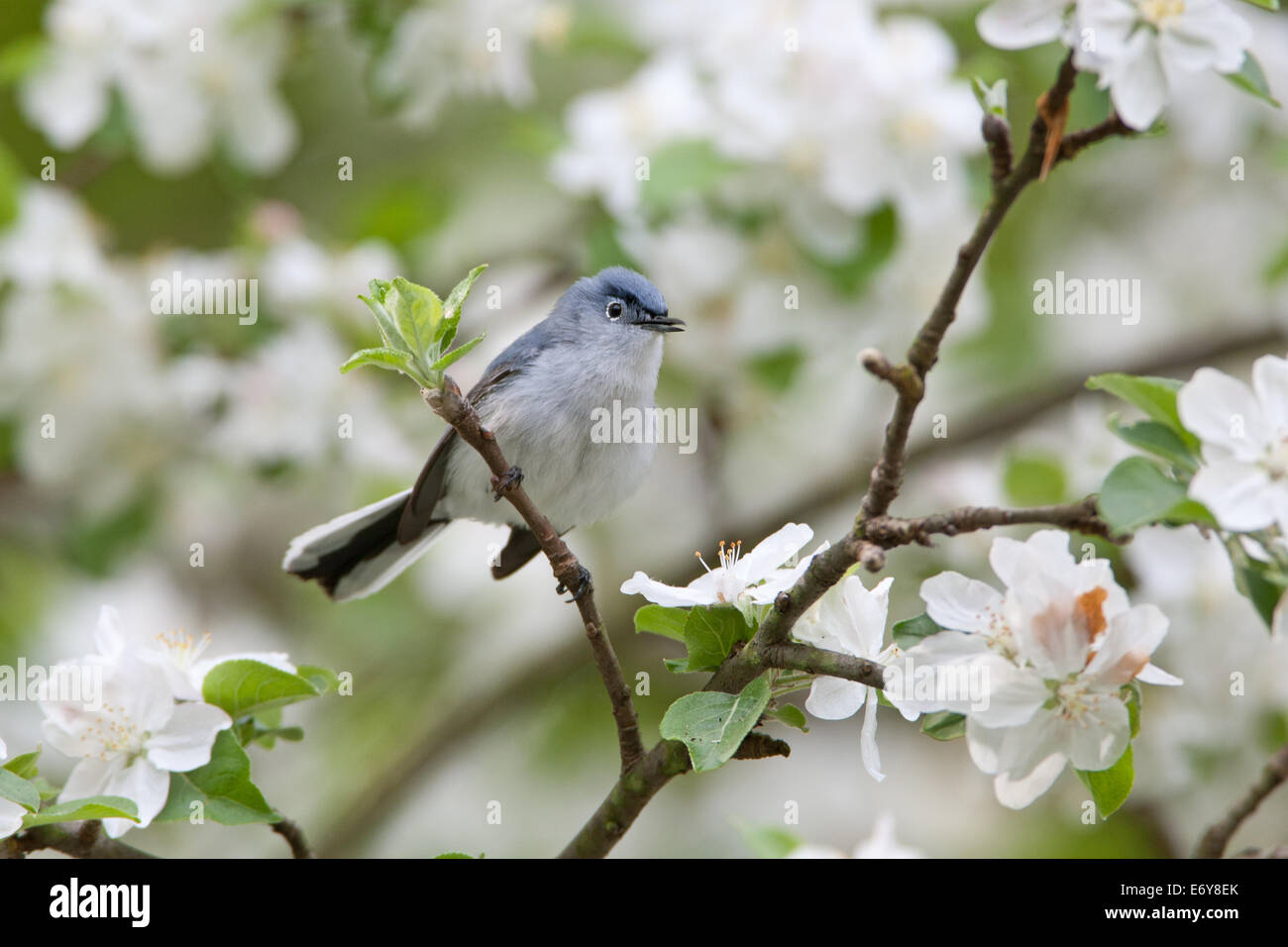 Blau-graue Gnatcher Gnatcher Vögel Singvögel im Apfelbaum Stehvogel singvögel singvögel Ornithologie Wissenschaft Natur Wildtiere Umwelt Stockfoto