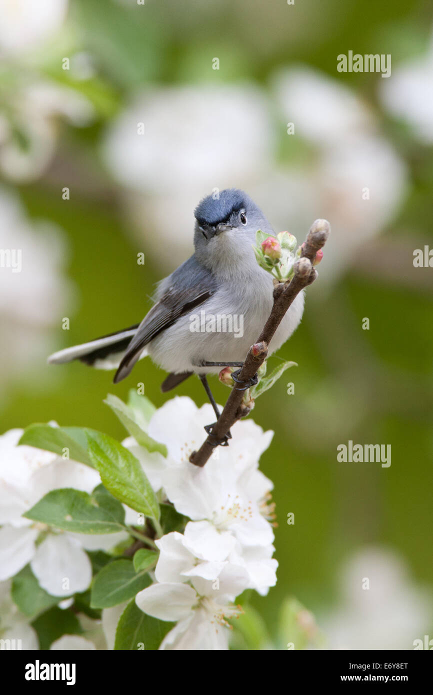 Blau-graue Gnatcher Gnatcher Vögel Singvögel im Apfelbaum Stehvögel singvögel singvögel Ornithologie Wissenschaft Natur Wildtiere Umwelt vertikal Stockfoto