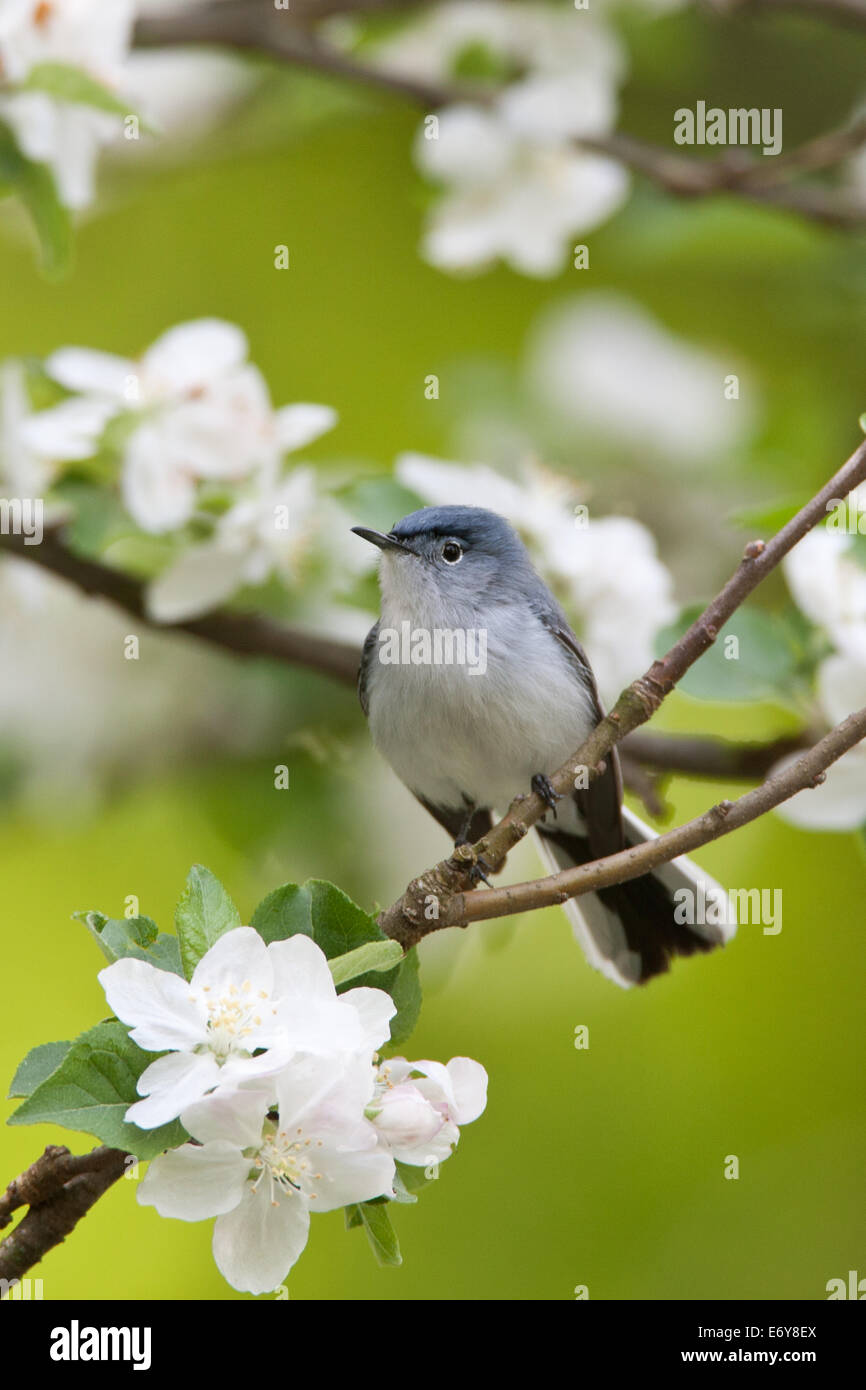 Blau-graue Gnatcher Gnatcher Vögel Singvögel im Apfelbaum Stehvögel singvögel singvögel Ornithologie Wissenschaft Natur Wildtiere Umwelt vertikal Stockfoto