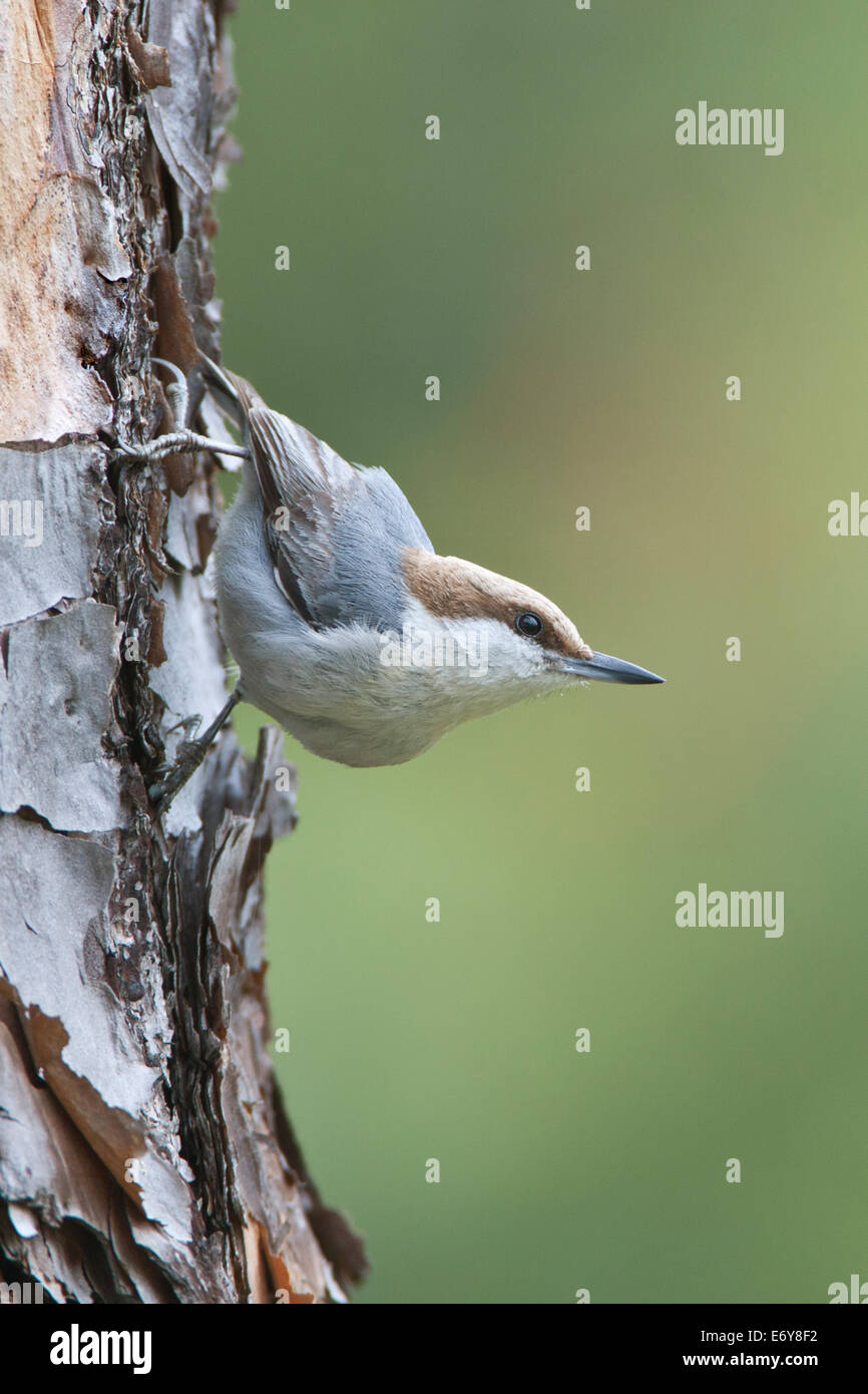 Braunkopf-Nacktschnecken-Sitzvögel singbird auf Slash Pine Tree Ornithologie Wissenschaft Natur Tierwelt Umwelt vertikal Stockfoto