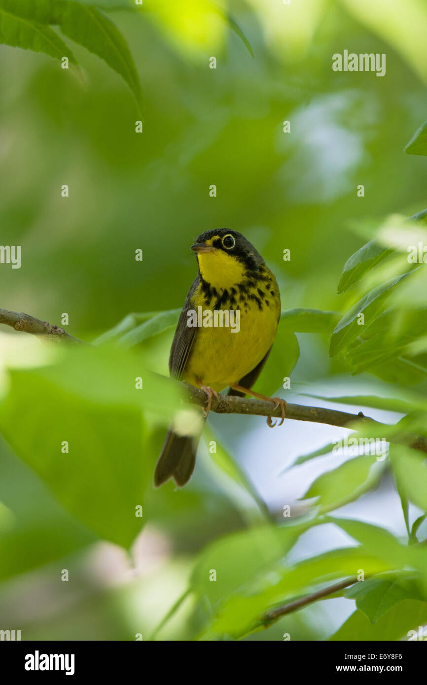 Kanada Waldsänger singvögel Ornithologie Wissenschaft Natur Tierwelt Umwelt vertikal Stockfoto