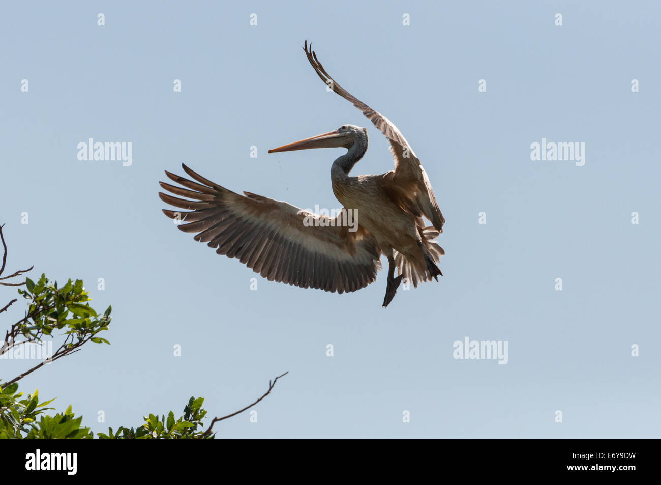 Spot-billed Pelikan oder grauen Pelikan (Pelecanus Philippensis) Stockfoto