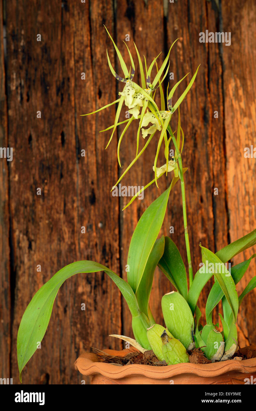 Wunderschöne Orchideen in Thailand Stockfoto