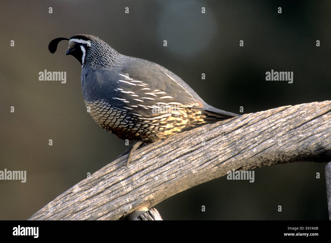 Männliche Kalifornien Wachteln auf Wagenrad Stockfoto