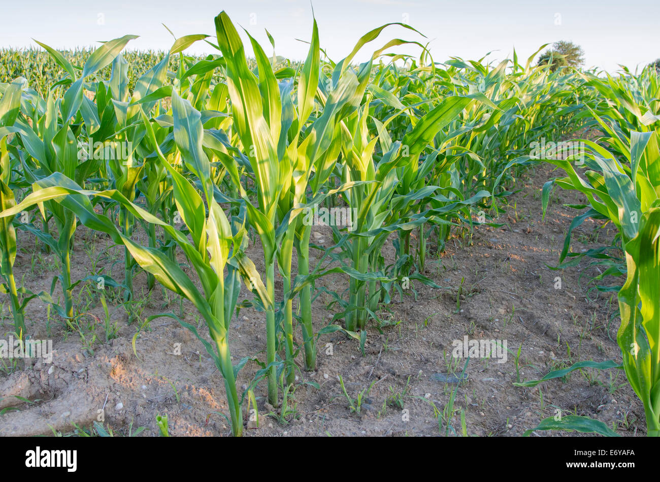 Reihen Mais wächst in einem Feld Stockfoto