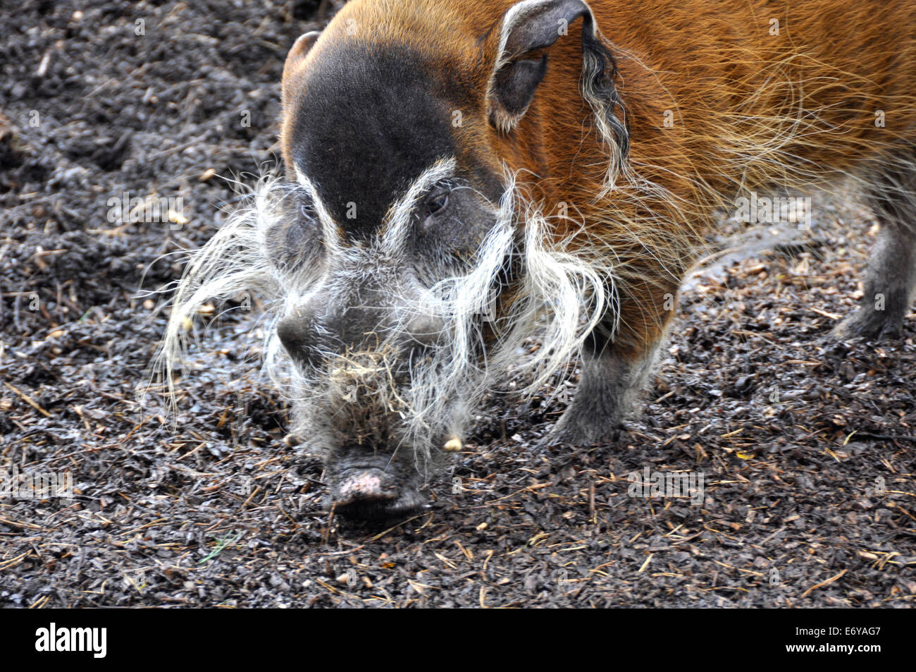 Nahaufnahme der Red River Hog genommen im lokalen zoo Stockfoto