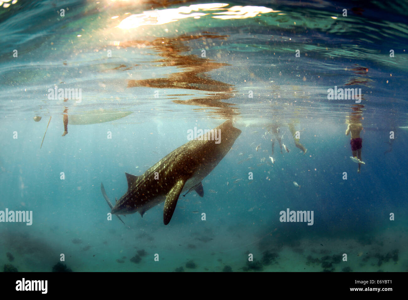 Whale Shark Unterwasser Filter von Krill ernähren herausgeführt von Fischern in Oslob, Philippinen Stockfoto