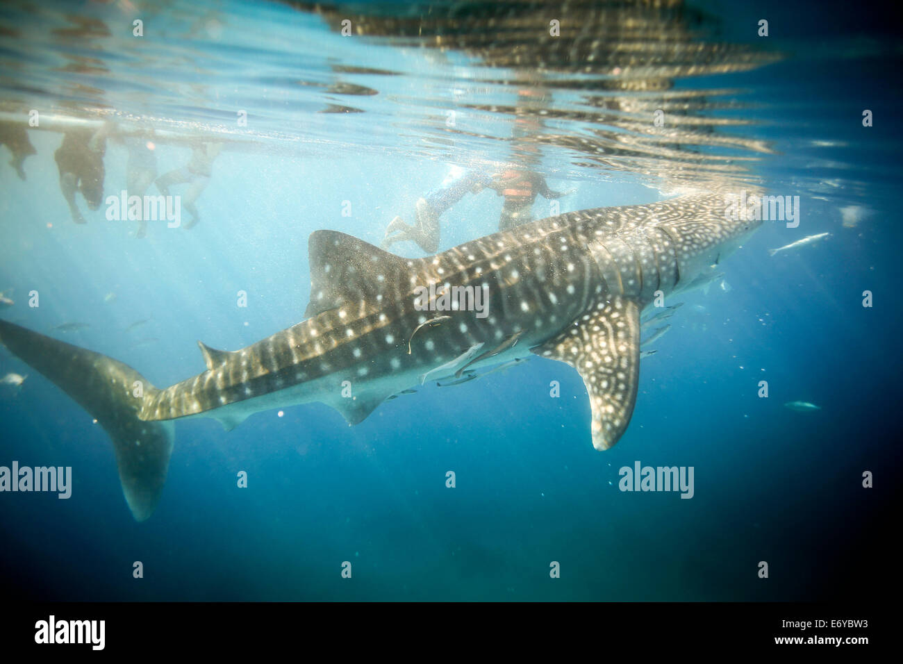 Whale Shark Unterwasser Filter von Krill ernähren herausgeführt von Fischern in Oslob, Philippinen Stockfoto