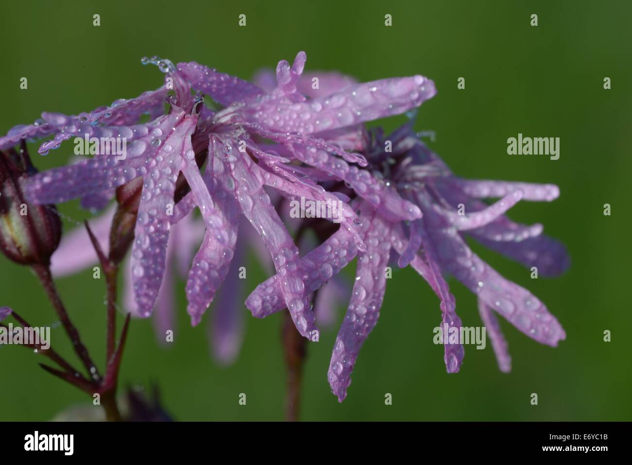 Tau auf Ragged Robin Lychnis Flos-Cuculi bei Devon Wildlife Trusts Dunsdon National Nature Reserve in North Devon England Stockfoto