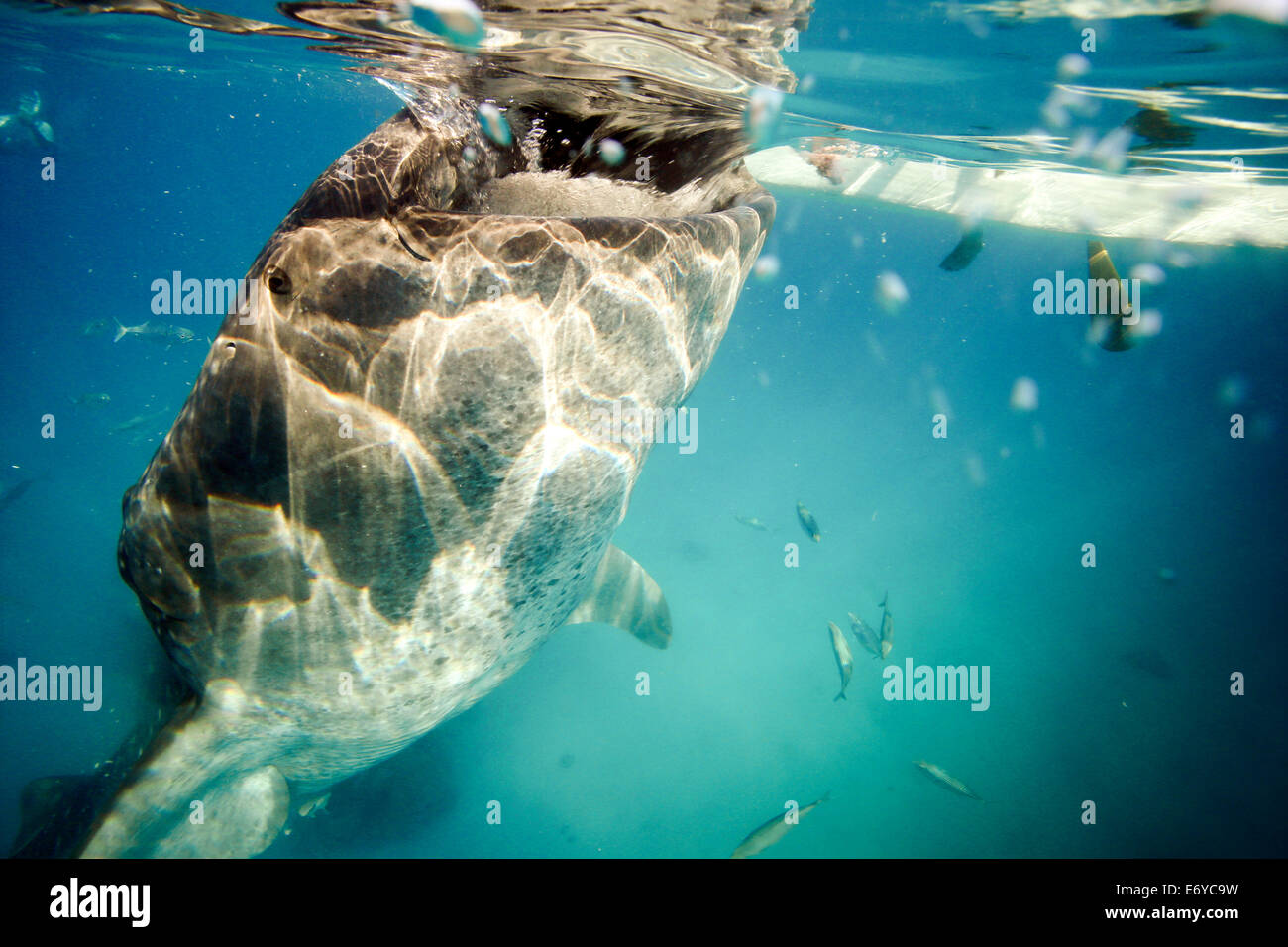 Whale Shark Unterwasser Filter von Krill ernähren herausgeführt von Fischern in Oslob, Philippinen Stockfoto
