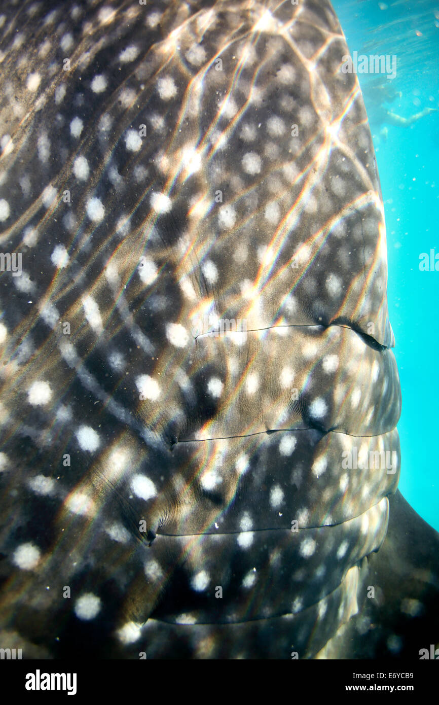 Haut und Kiemen Nahaufnahme Detail der Walhai gesichtet Stockfoto