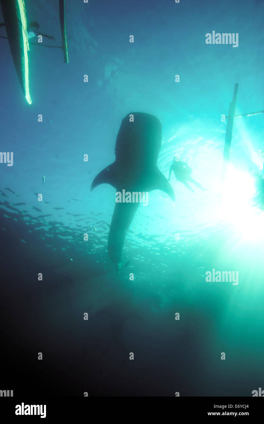Silhouette der Walhai auf der Meeresoberfläche von Krill ernähren herausgeführt von Fischern in Oslob, Philippinen Stockfoto