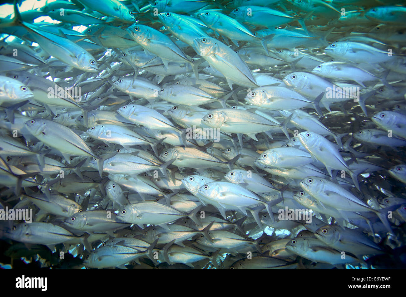 Schule des großen Auge Trevally Unterwasser Balicasag Island in Bohol, Philippinen Stockfoto