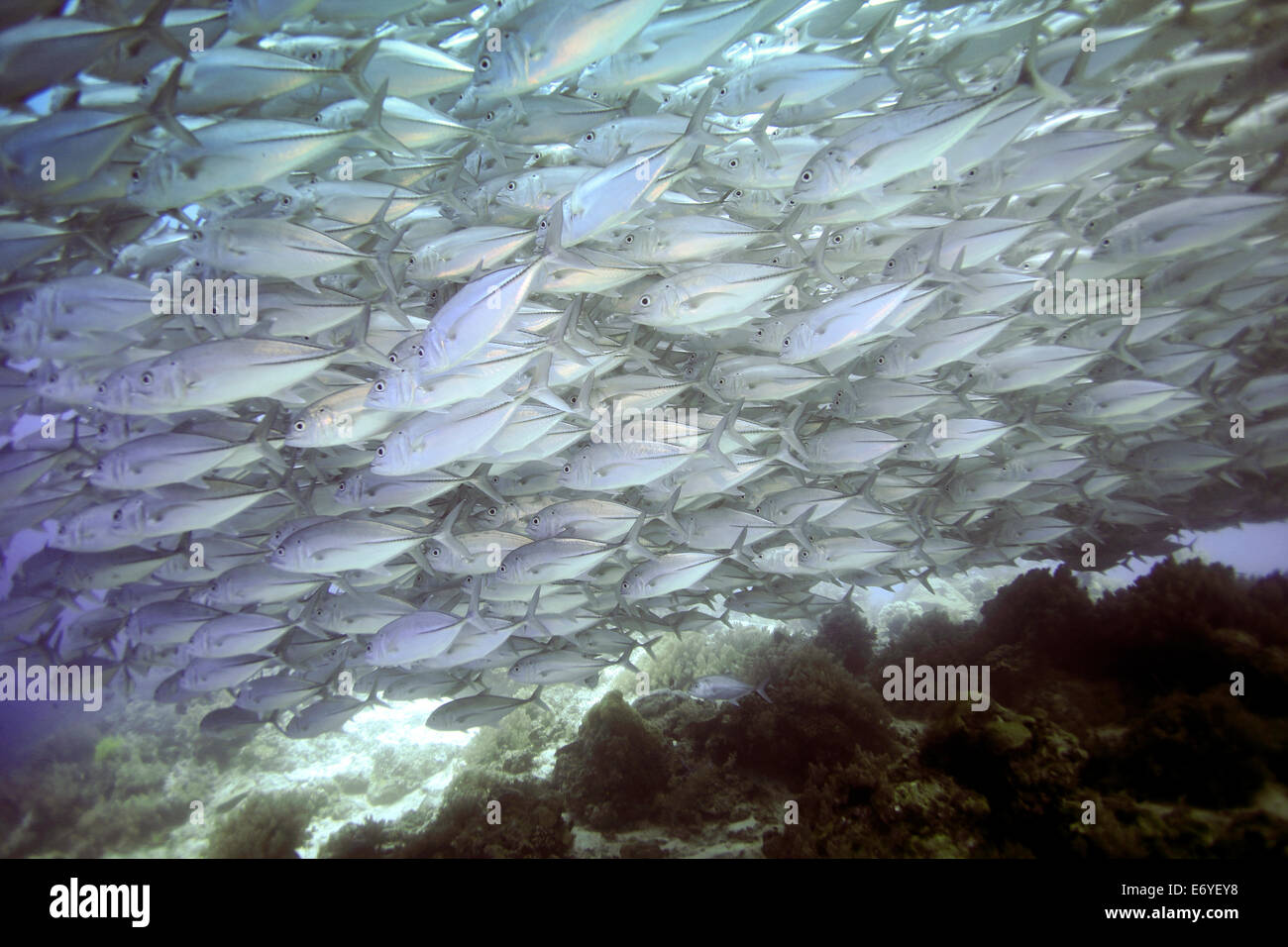 Schule des großen Auge Trevally Unterwasser Balicasag Island in Bohol, Philippinen Stockfoto