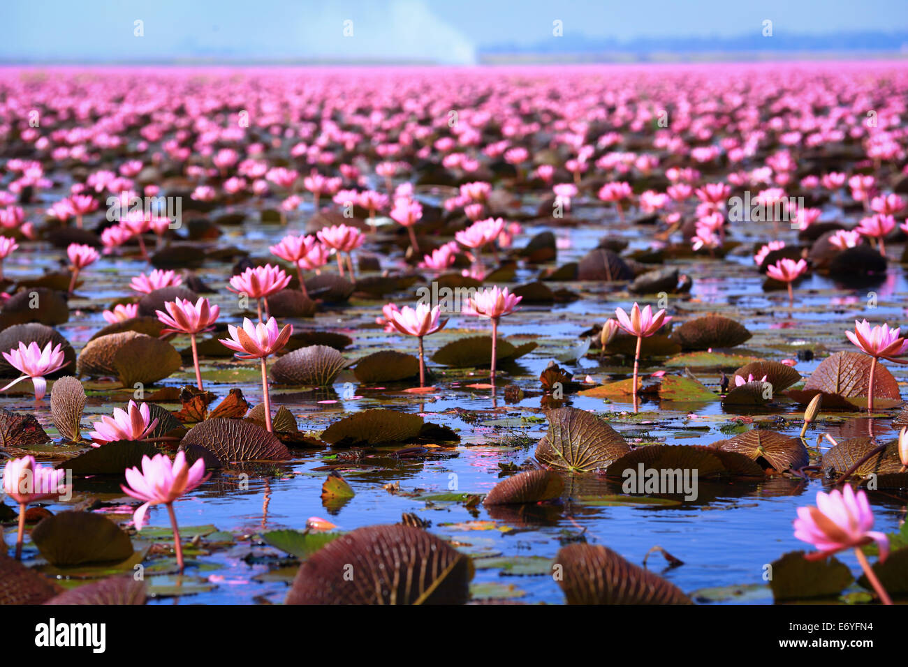 Lotus Feld See groß in Udon Thani Thailand Stockfoto