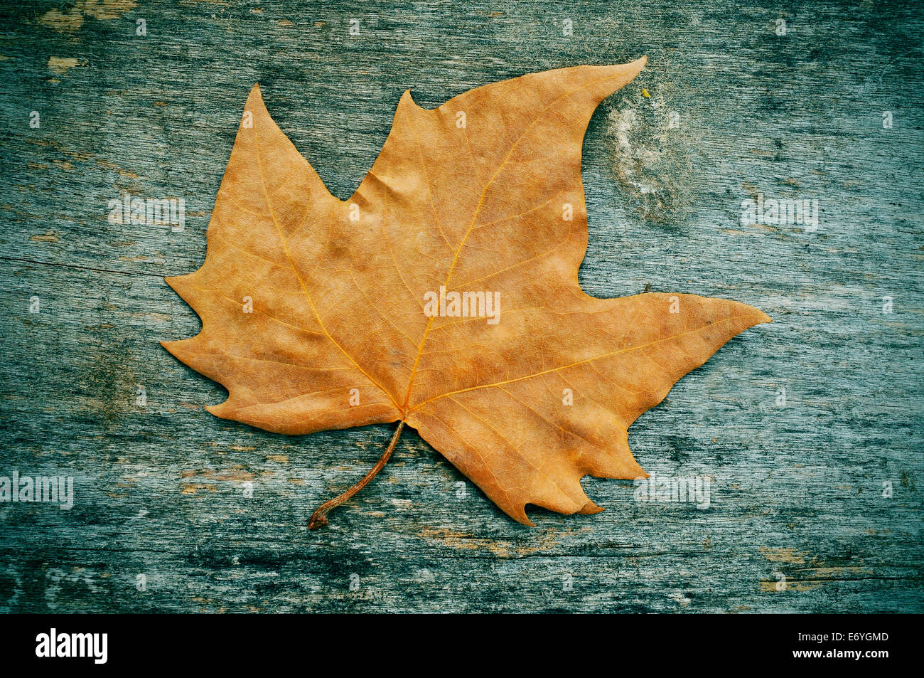 getrockneten Blättern im Herbst auf einem verwitterten hölzernen Hintergrund Stockfoto