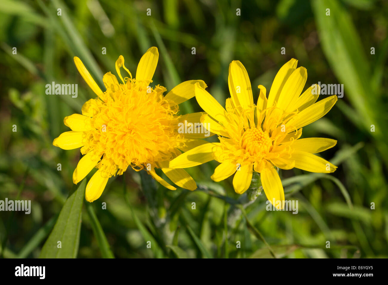 Scorzonera Humilis grass Vipern Schwarzwurzel Stockfoto