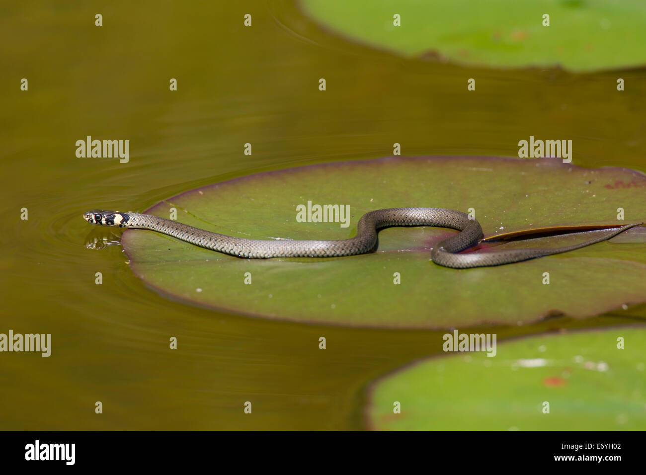 Ringelnatter Natrix Natrix Ringelnatter geringelten Schlange Stockfoto