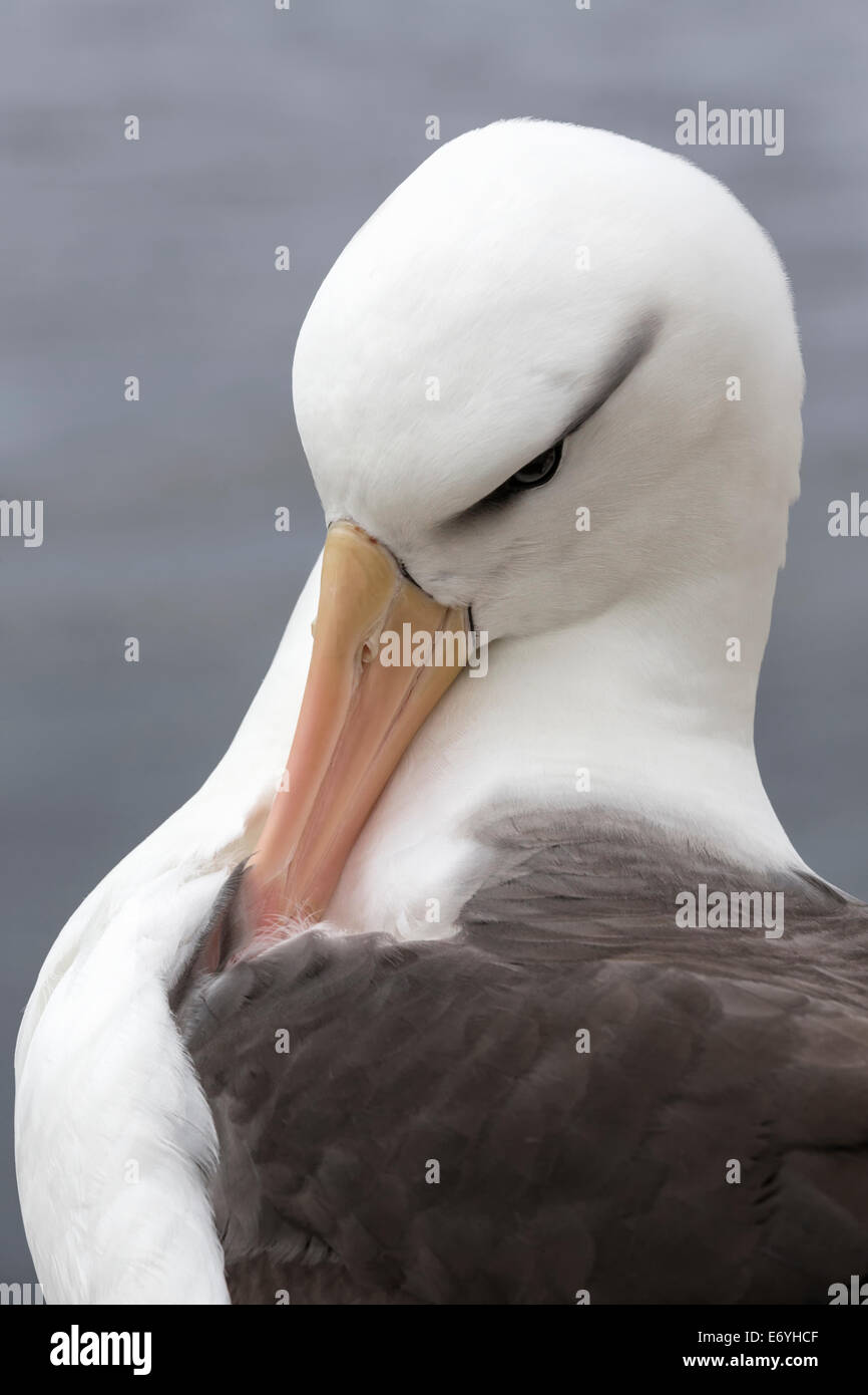 Schwarzen browed Albatross putzen Stockfoto