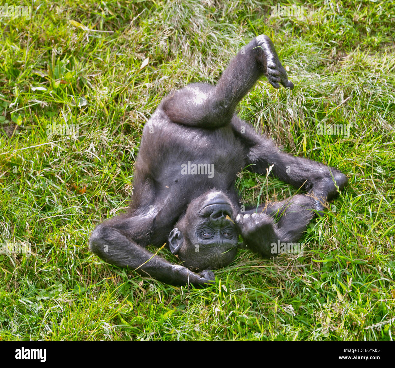 Jersey, Kanalinseln, Großbritannien. 1. September 2014. Bild von: Jules Annan Bild zeigt: Baby Gorilla 'Indigo', die vor kurzem zwei gesehen bei Durrell Wildlife Park gedreht, mit Eltern, Jersey Datum; 09.01.2014 Credit: Jules Annan/Alamy Live News Stockfoto