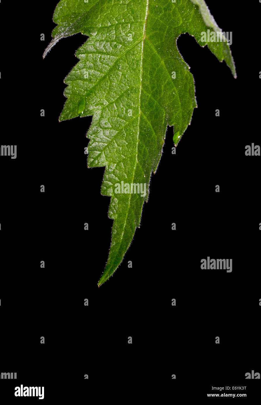 Blatt Makro Nahaufnahme Schuss Stockfoto