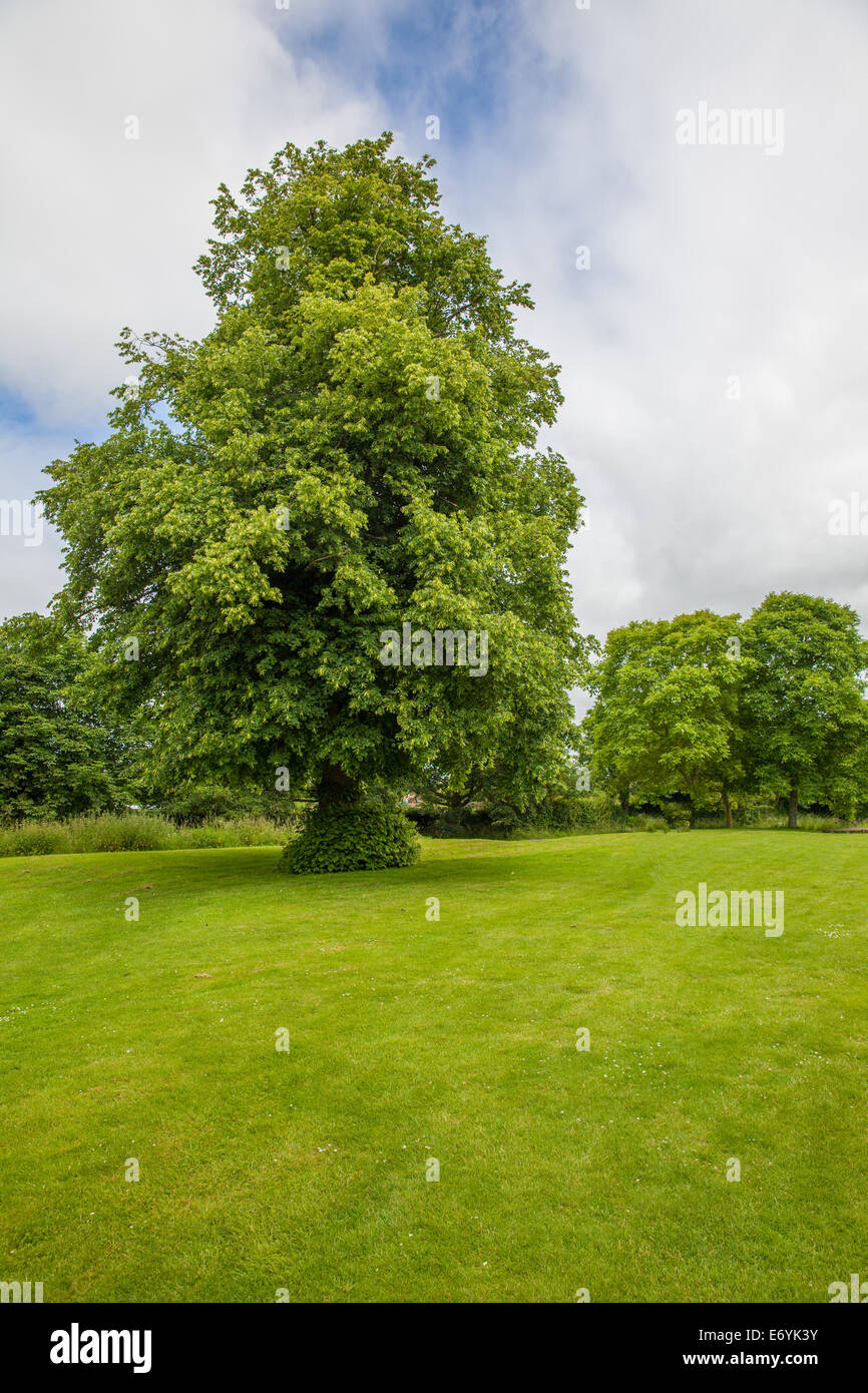 Alte Linde In lincolshire Stockfoto