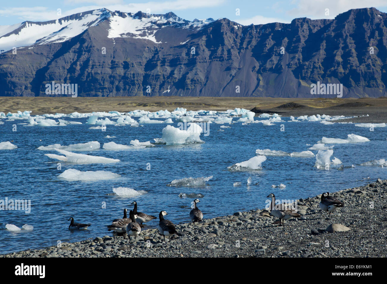 Weißwangengans - am Ufer der Jökulsárlón Lagune Branta Leucopsis Island BI026347 Stockfoto