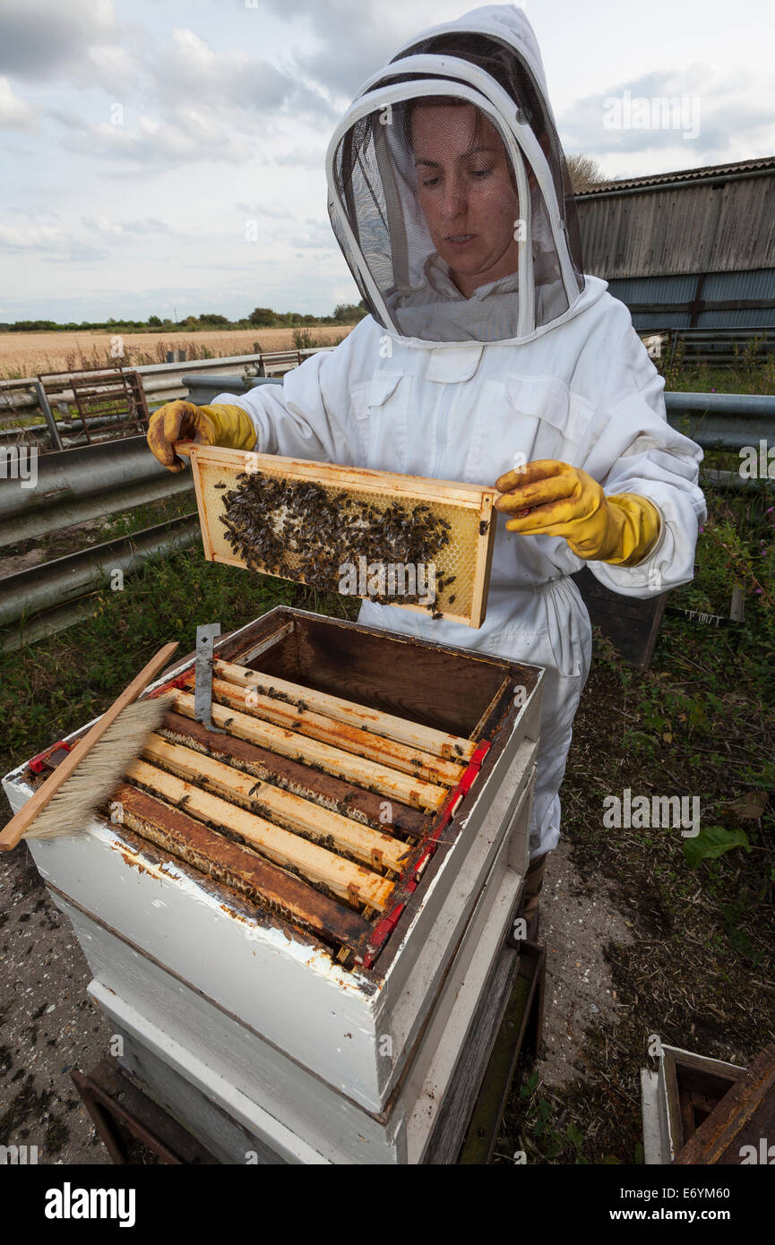 Ein Frau-Imker, gekleidet in Schutzkleidung, auf der Suche nach einem ihrer Bienenstöcke Stockfoto