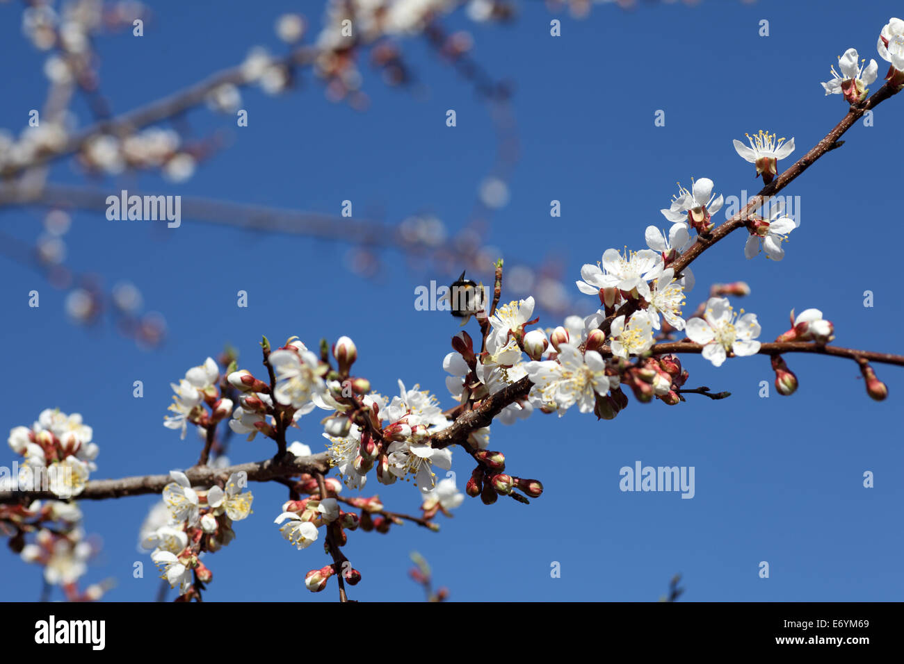 Der Aprikosenbaum Blumen blühen. Closeup. Stockfoto