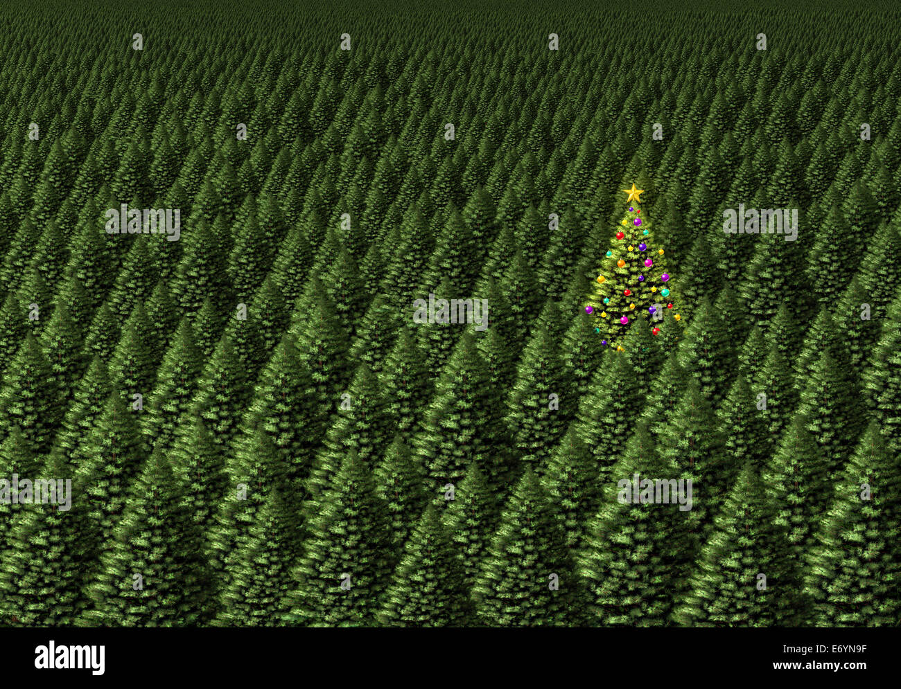 Magische Weihnachtsbaum Konzept als einen dichten Wald aus Kiefernholz mit einer einzelnen Pflanze verziert mit Ornamenten als shinning star Stockfoto