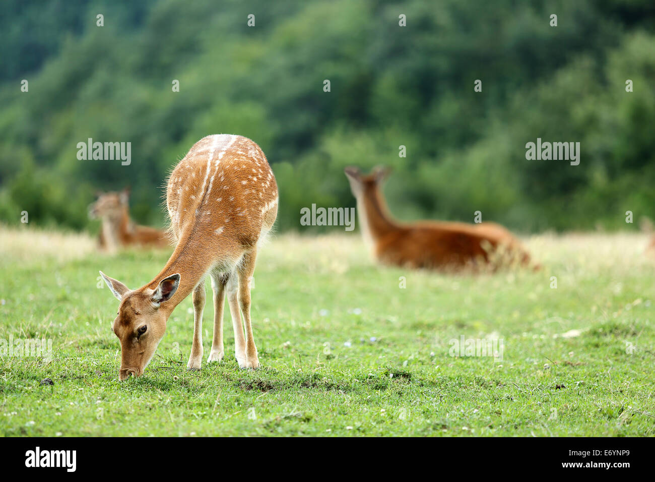 Whitetail Deer Fawn auf einer Wiese im Sommer Stockfoto