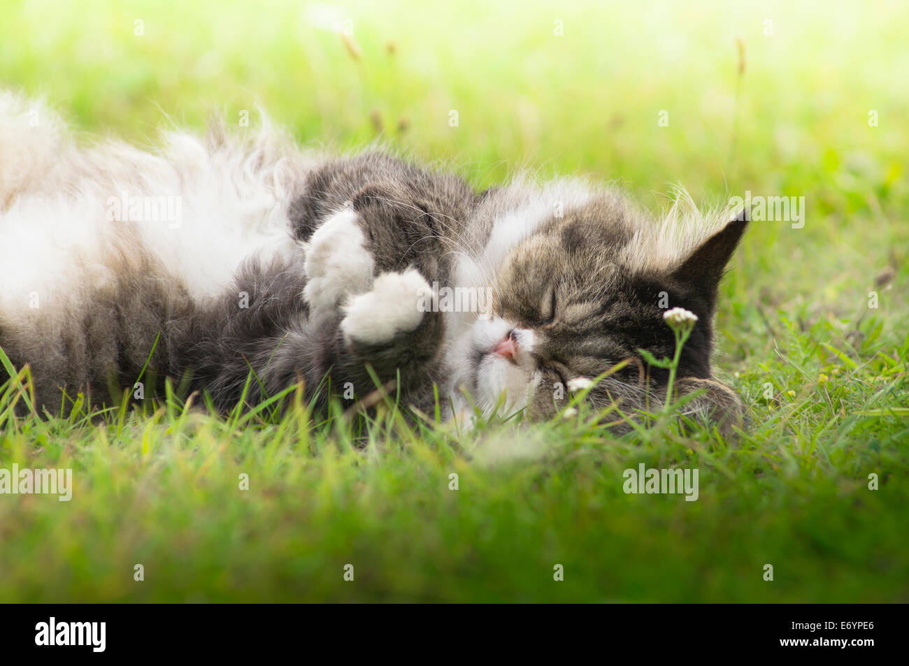 flauschige Katze schläft auf dem Rasen in der Sonne Stockfoto