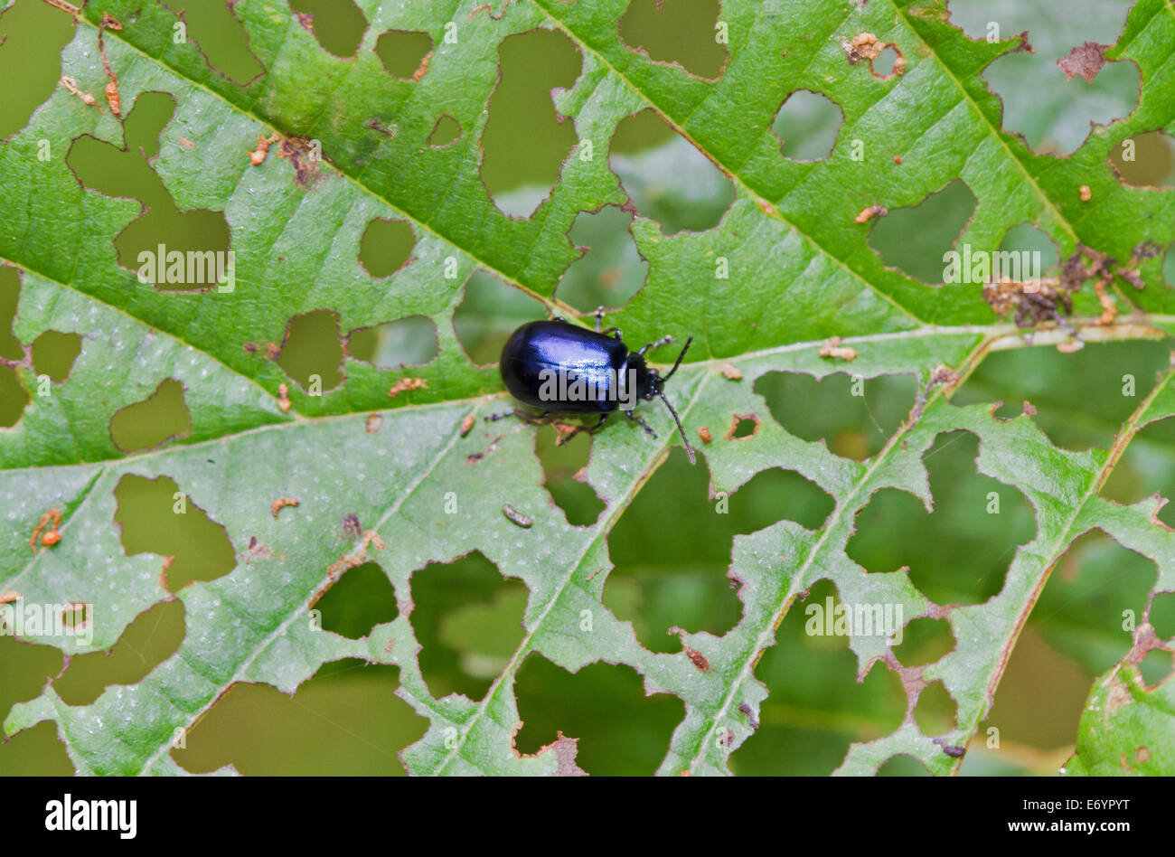 Erle Getreidehähnchen ernährt sich von dem Blatt eines Baumes Erle Stockfoto