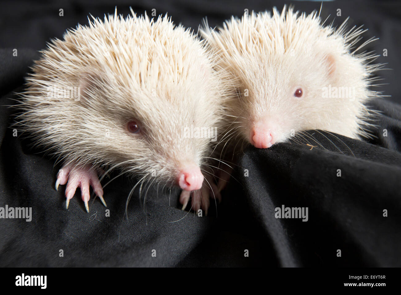 Bruder und Schwester, "Yang und Johney" sind ungewöhnlich werden verwaiste Albino-Igel. Stockfoto