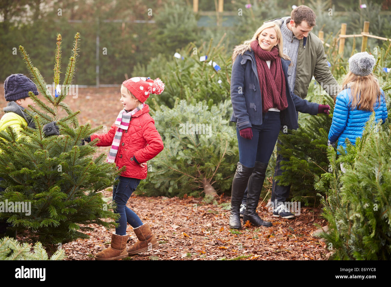 Outdoor-Familie Weihnachtsbaum gemeinsam auswählen Stockfoto