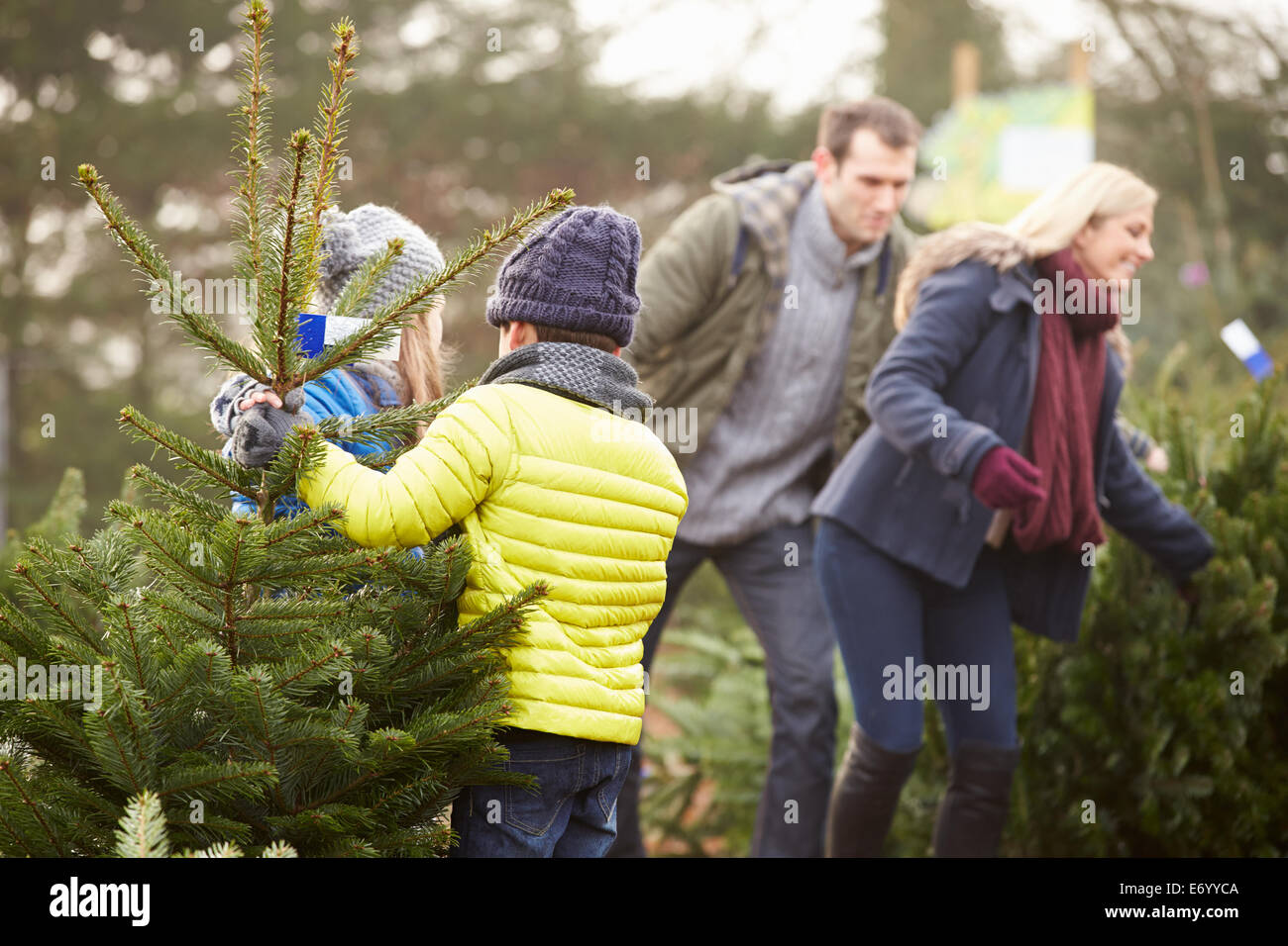 Outdoor-Familie Weihnachtsbaum gemeinsam auswählen Stockfoto