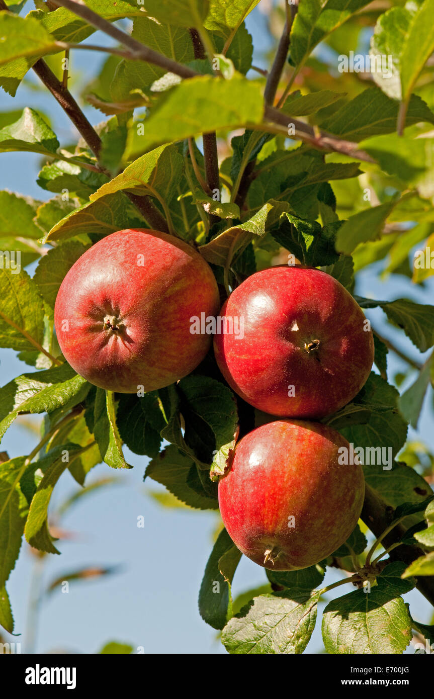 Entdeckung-Äpfel auf dem Baum wächst Stockfoto